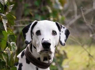 Dalmatien